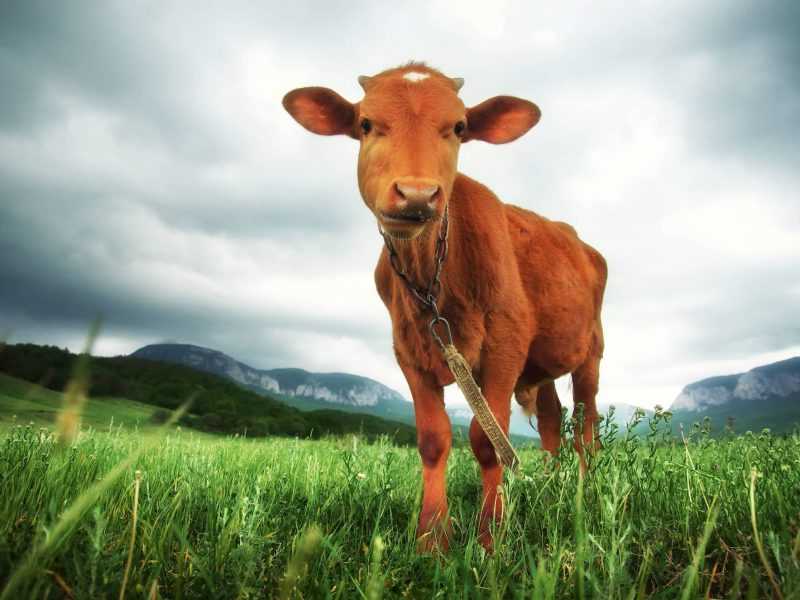 Calf in a meadow