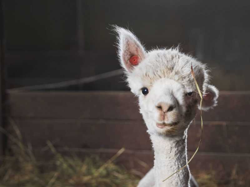 Alpaca on the farm