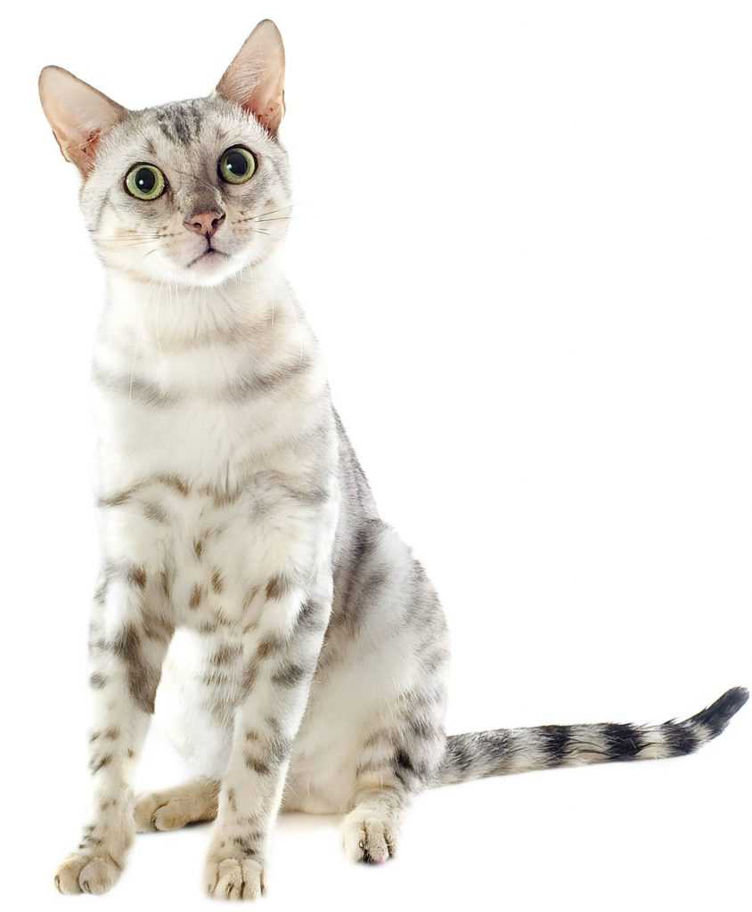 image of a cat