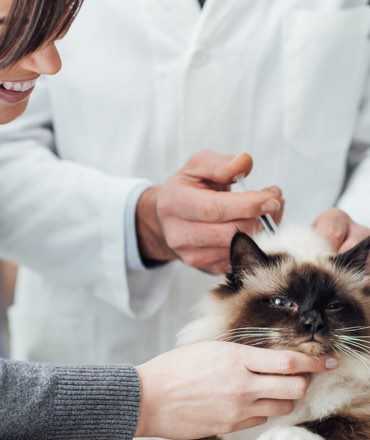 Bomaderry Vets: Cat receiving an injection