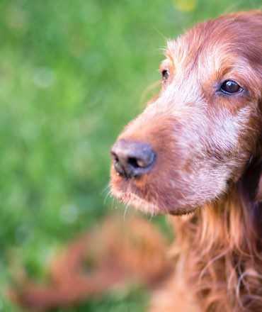 Bomaderry Vets: Dog in garden setting