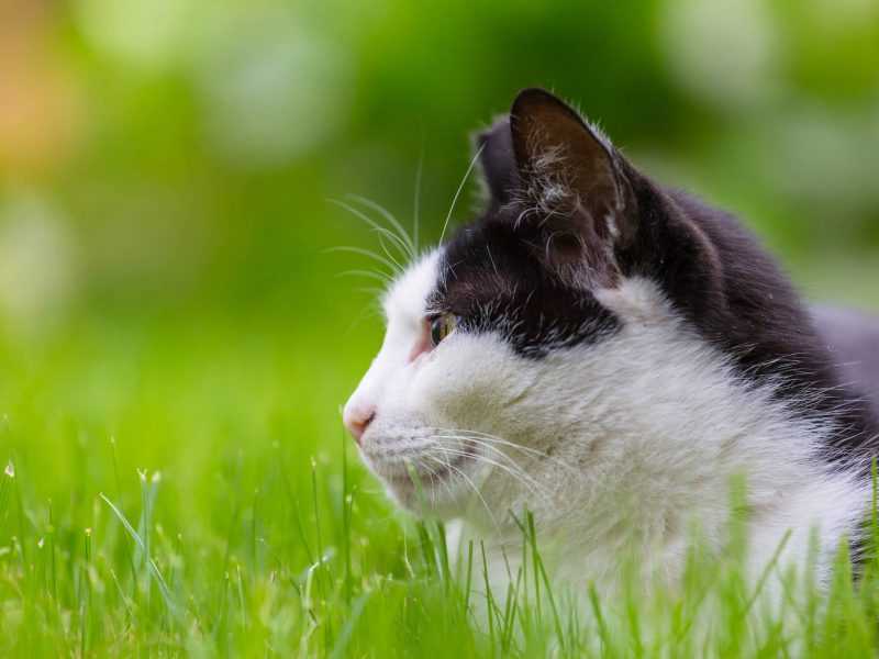Cat sitting in grass