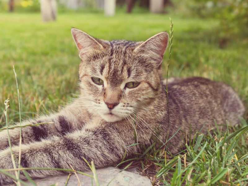 Cat relaxing in grass