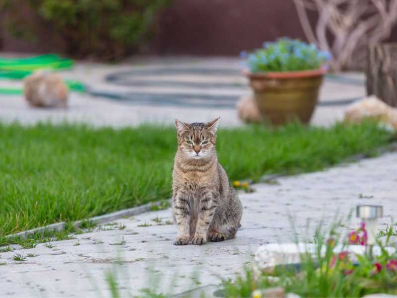 Cat sitting in a garden