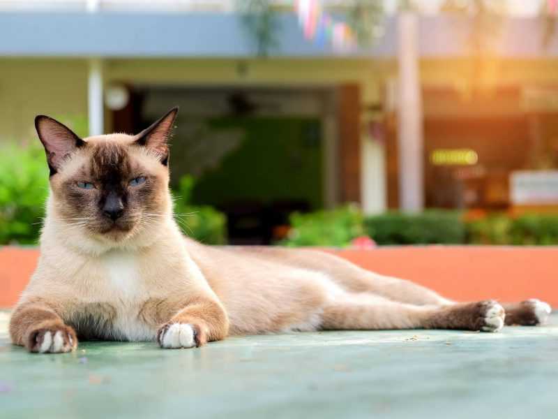 Siamese cat relaxing