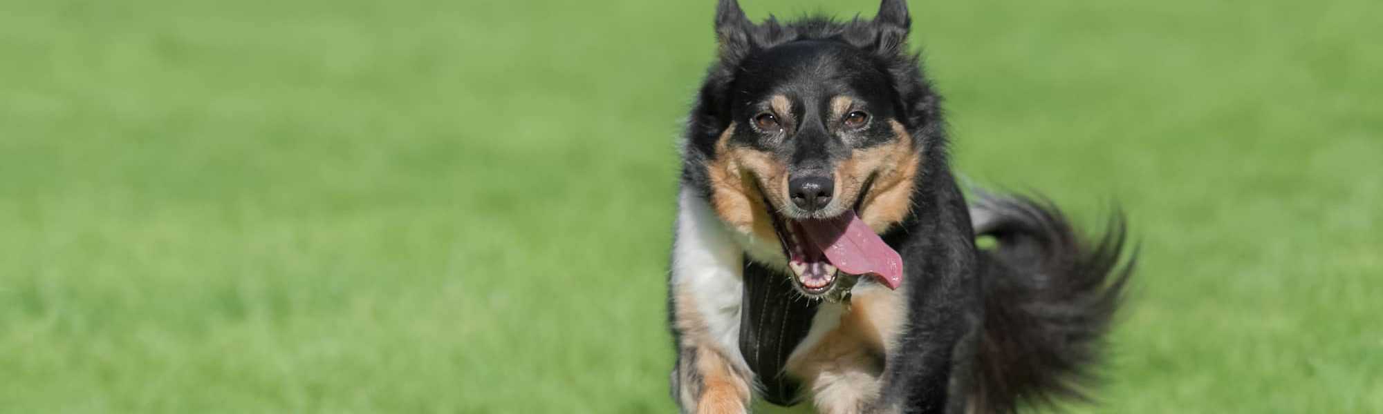 Collie running in field