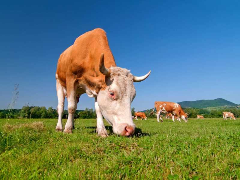 Cow grazing in a field