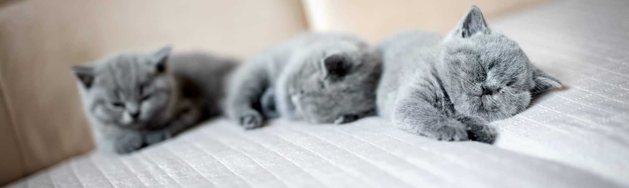Grey kittens on a couch