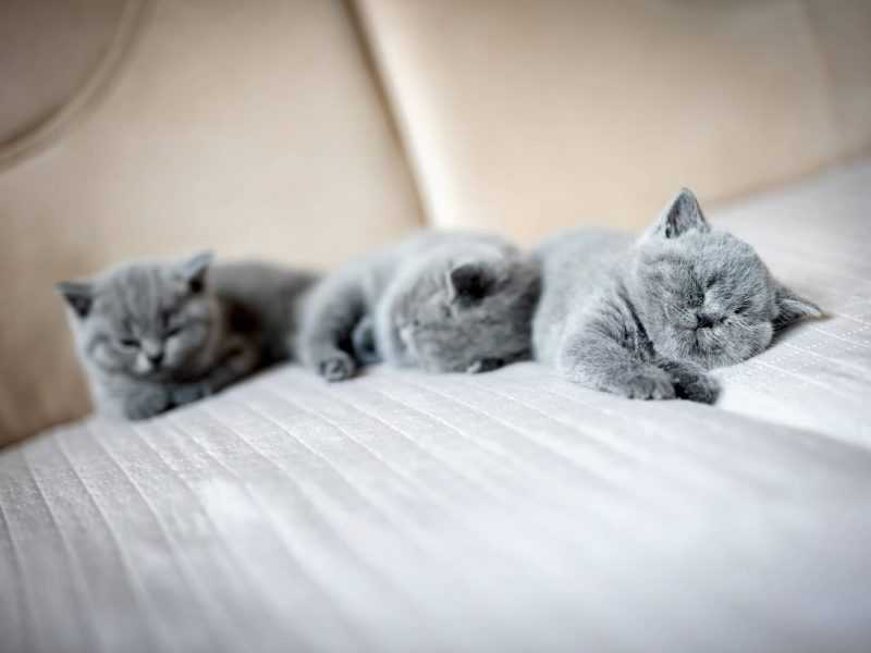 Grey kittens on a couch