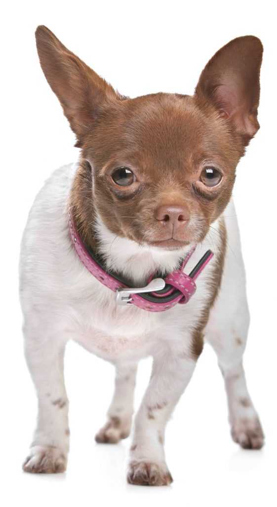 image of small dog