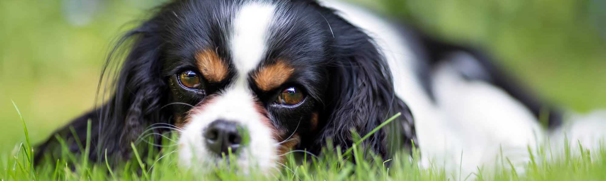 puppy lying in grass