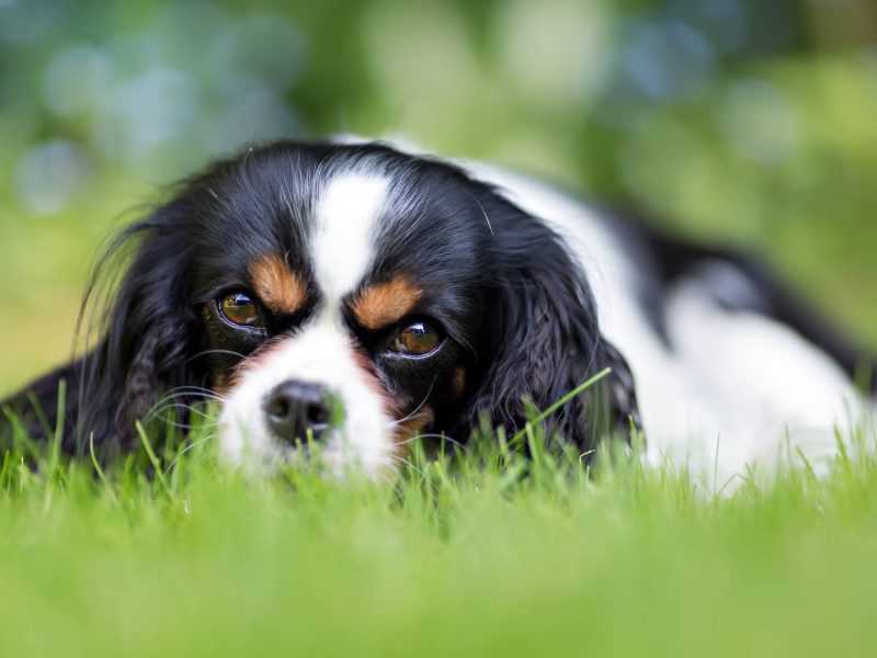 puppy lying in grass