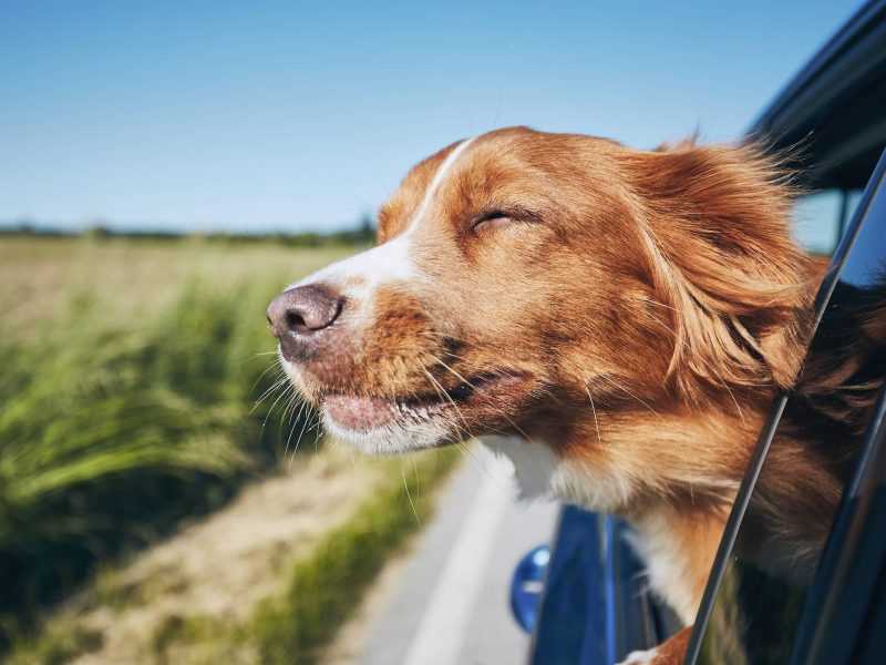 Dog traveling by car