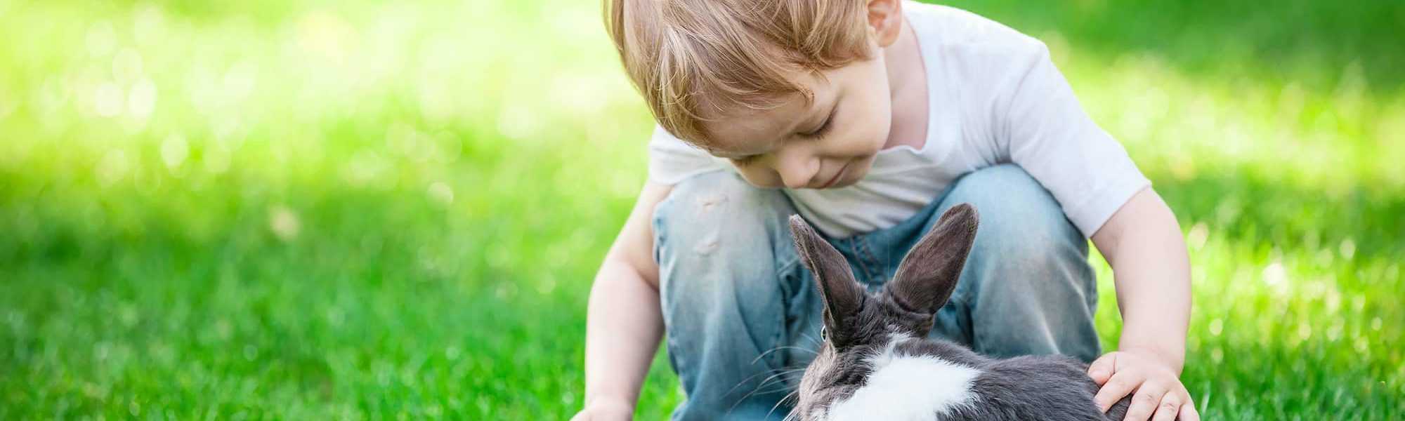 Little boy playing with a rabbit