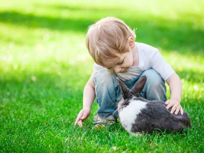 Little boy playing with a rabbit