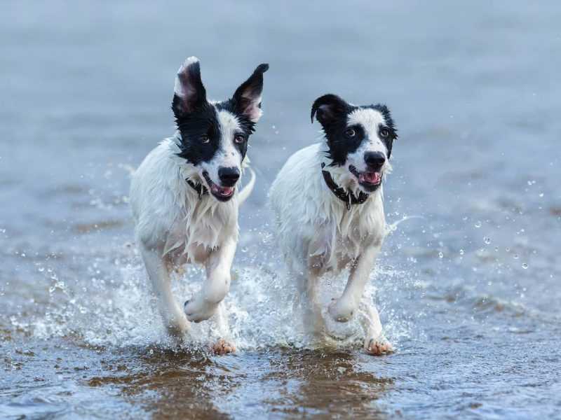 Two puppies splashing in water