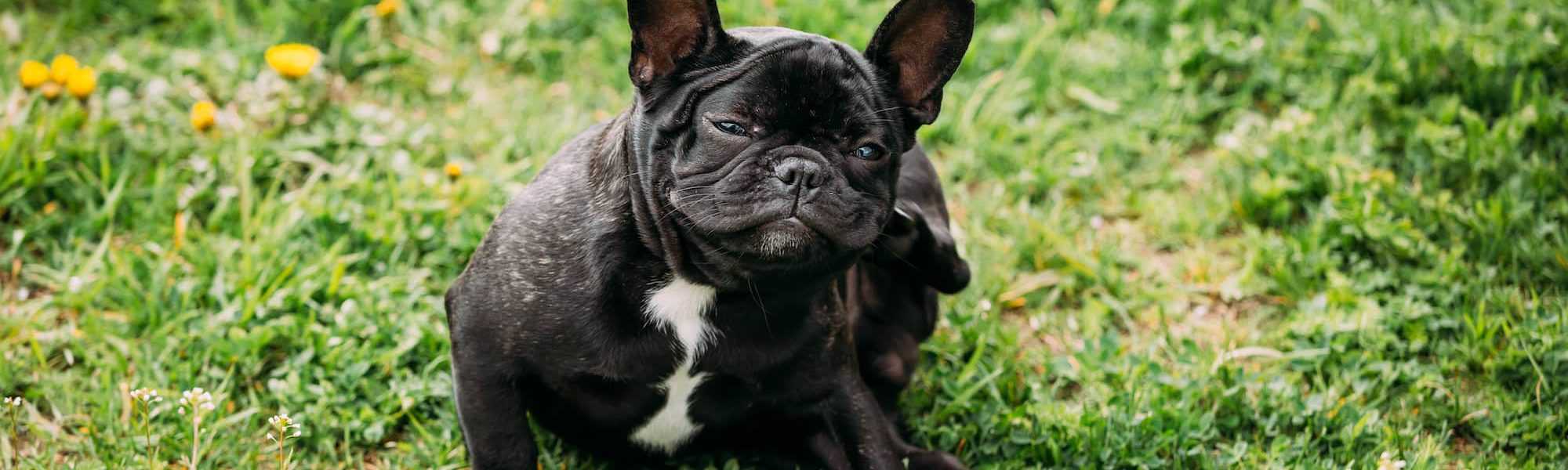 Young black French bulldog puppy