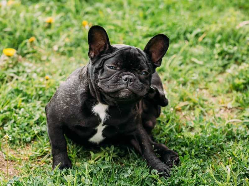Young black French bulldog puppy