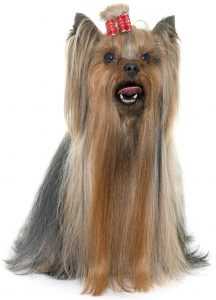 Yorkshire terrier