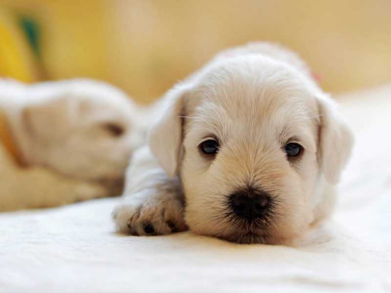 Two cute puppies enrolled in Bomaderry Vet's puppy training program - Puppy Preschool