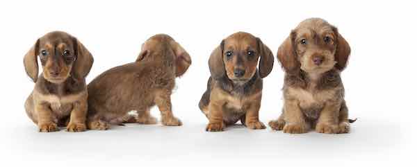 Litter of Daschound puppies - puppy school teaches pups important obedience skills like sit, drop, recall and heel.