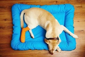 Bomaderry Veterinary Hospital - emergency vet care for Labrador Retriever with a broken leg