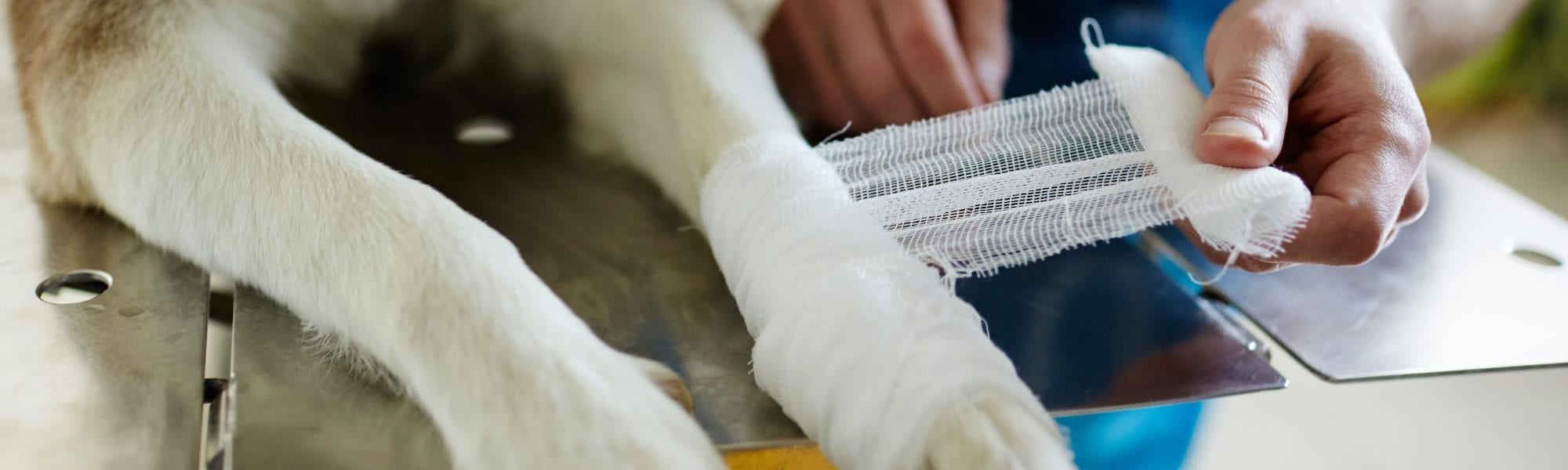 Emergency Procedures Bomaderry Veterinary Hospital