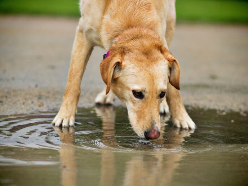 Bomaderry Vets: dog drinking contaminated water from a puddle is at risk of Leptospirosis.