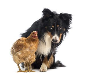 Bomaderry Vets: a large dog and brown chicken looking forward