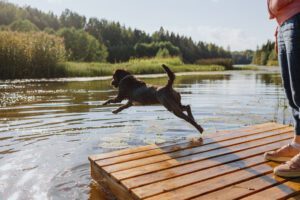 Bomaderry vets: dogs exposed to contaminated water such as this dog jumping into a river, are at risk of Leptospirosis.